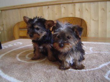 nice loving and charming yourshire terrier for christmas adooption