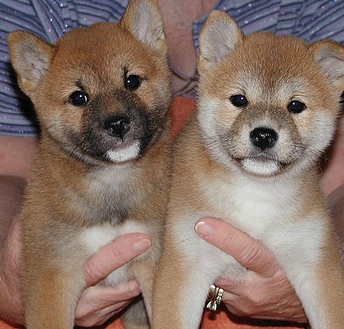 Akc Shiba Inu Puppies For Sale To Pet Lovers