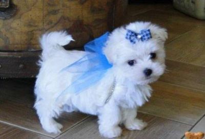 micro tiny sized maltese puppies for adoption