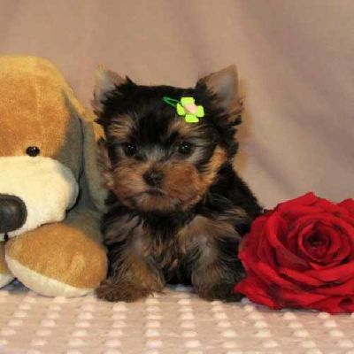 two lovely teacup yorkie puppies for free adoption