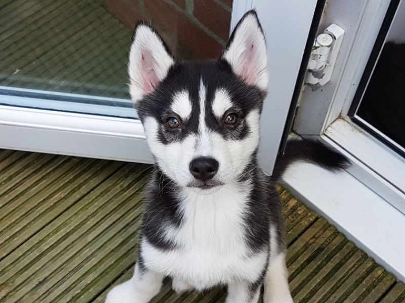 Lovely male and female Siberian Husky