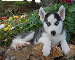 Top Quality AKC Siberian Husky puppies for sale