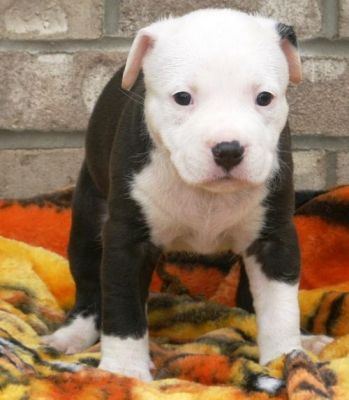AKC Pit Bull puppies for ready to meet you