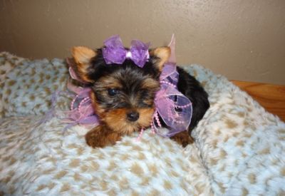 Adorable Yorkie puppies