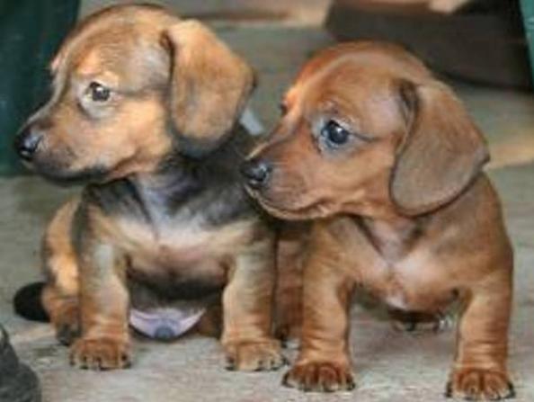 Awesome Dachshund puppies ready for their new owners!