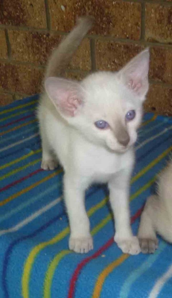 Siamese Kittens Available
