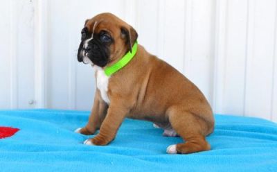 boxers puppies ready for sale