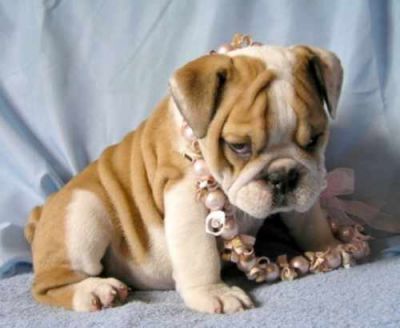 Healthy English Bulldog Puppies Ready For Adoption