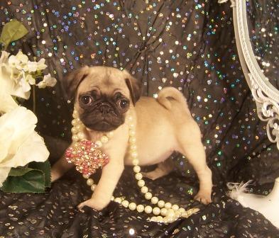 Gorgeous teacups and tiny toys PUGS