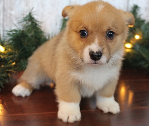 Pembroke Corgi pups
