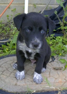 Kelpie x Cattledog Pups For Sale