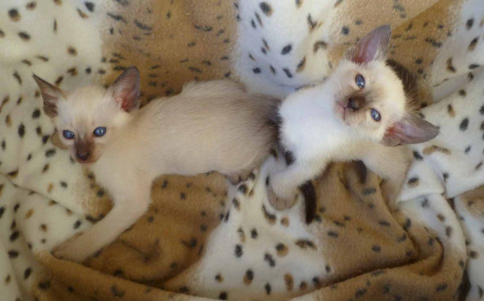 Siamese Kittens Available