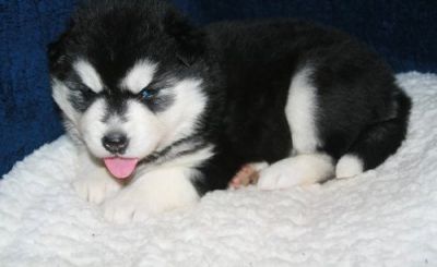 gorgeous well trained male and female blue eyes siberian...