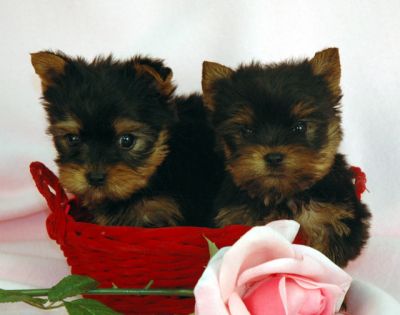 adorable teacup yorkie puppies for free adoption