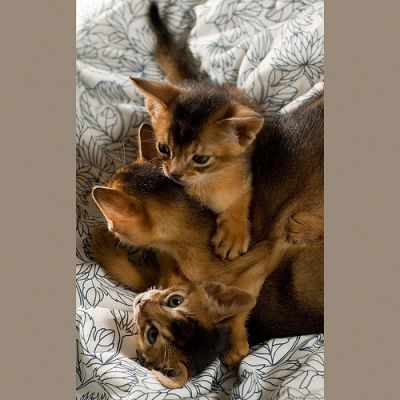 Adorable Adorable Abyssinian Kittens Available Now For Sale