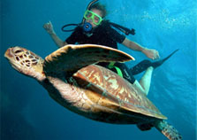 Things to do in Cairns 