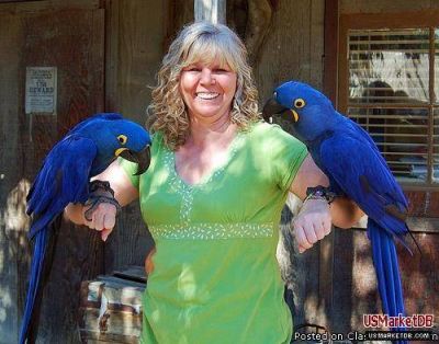 Free Pair Of Hyacinth Macaw Parrots For Free3444