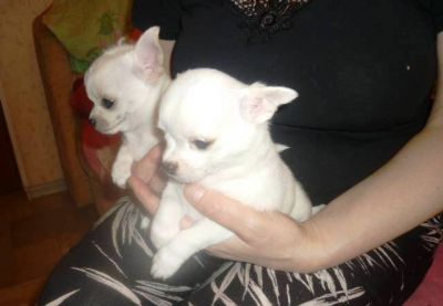 CUTE WHITE Chihuahua Puppies for a caring home