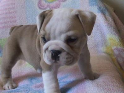 Awesome English bulldog Puppies for adoption 
