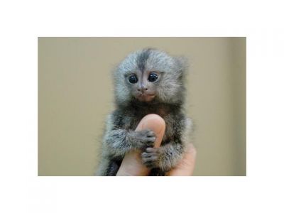 Adorabel pure breed baby capuchin monkeys for sale