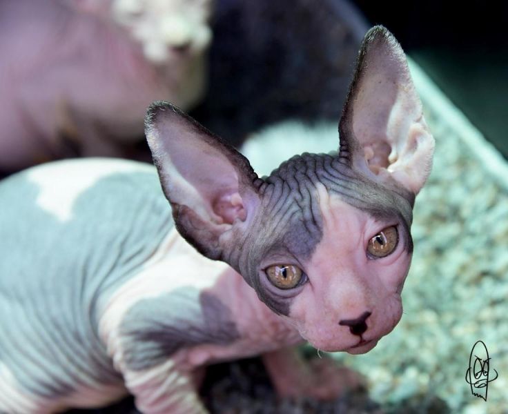 Outstanding Sphynx kitten For Good And Caring Homes.