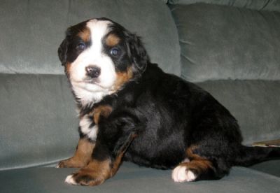 Bernese  Mountain  Puppy 