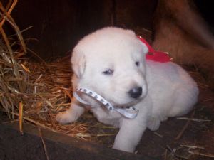Cute Male and Female German Shepherd Dog Puppies