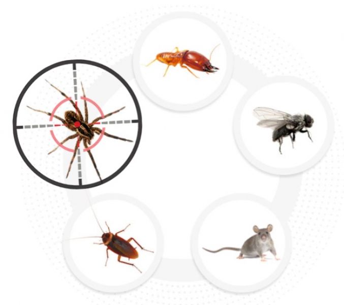 Best Pest Control Adelaide