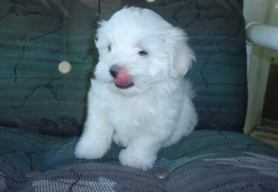 Maltese Puppies For Sale