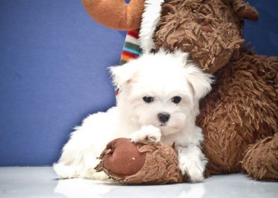 Lovely Maltese Puppies For Sale Now