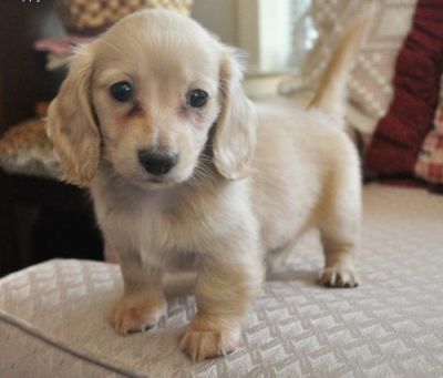 female Dachshund puppy for sale