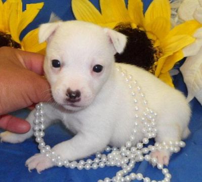 Cute Jack Russell  puppies for re homing