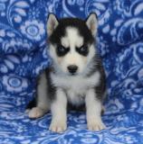 outstanding siberian husky puppies for re homing 