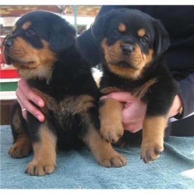 Rottweiler puppies for a good home