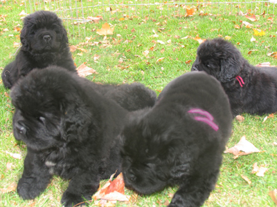 Newfoundland Puppies