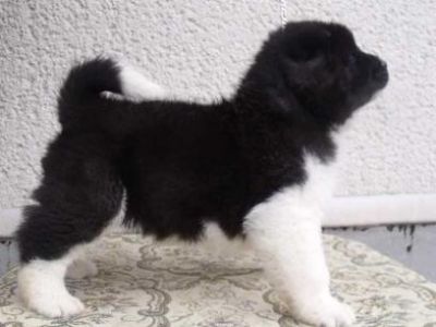 Akita Inu puppy for sale
