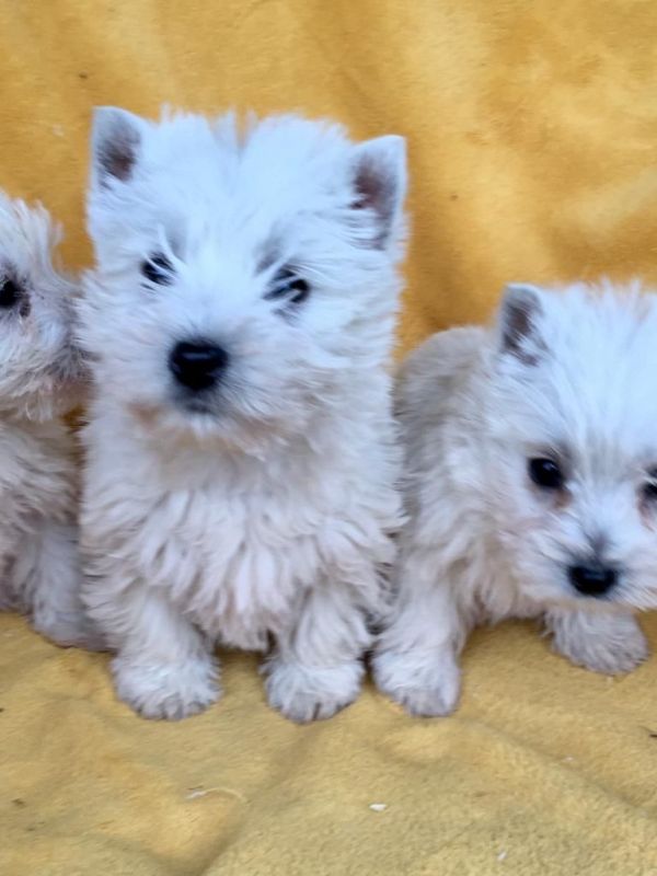 Ready Now West Highland Terriers