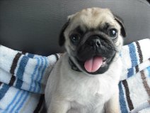 Beautiful Pug Puppies For Re homing