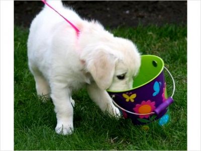 golden retiever puppy for free adoption