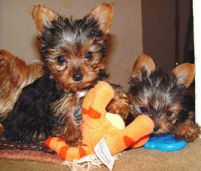 Super Cute Male and Female Yorkie Puppies For Adoption