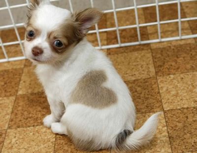 Excellent Chihuahua Puppies For Kids.