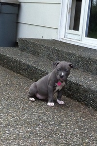 Blue eye American Pit Bull Terrier Puppies