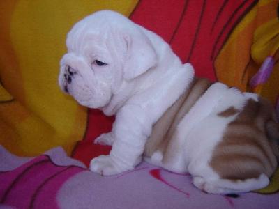 Purebreed English Bulldog Puppies For Free Adoption