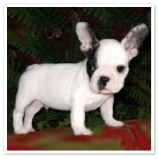 french bulldog puppies