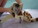 Adorable Baby Capuchin,Squirrel,Spider and Marmoset monkeys
