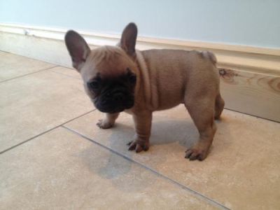 Reduced Reduced Reduced Stunning French Bulldog Puppies , Male, 1-3 months, fawn, Ready N  for sale.