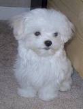 Two Lovely Maltese Puppies For Adoption