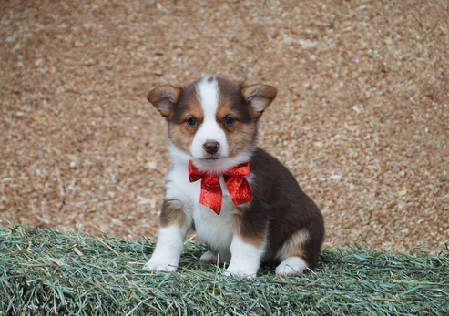 Pembroke Corgi Boys For Sale