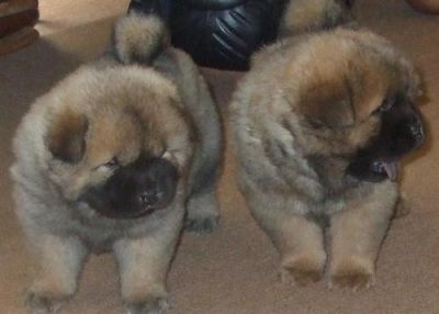 Beautiful KC registered Chow Chow pups