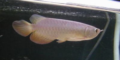 Golden red arowana fish for sale
